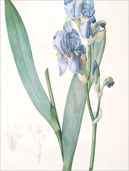 Iris pallida, Iris pale, Dalmatian Iris; Sweet Iris; Orris; Fragrant Iris, Redoute