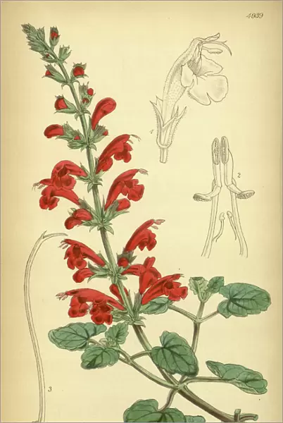 19th century botanical colour print. Botanical illustration