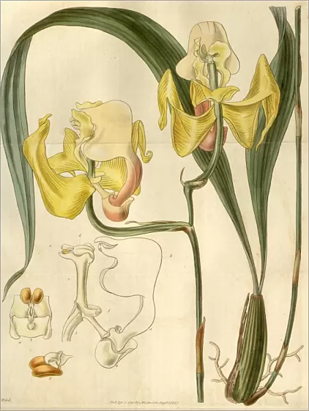 Botanical print by Sir William Jackson Hooker, FRS, 1785 aaa 1865, English botanical