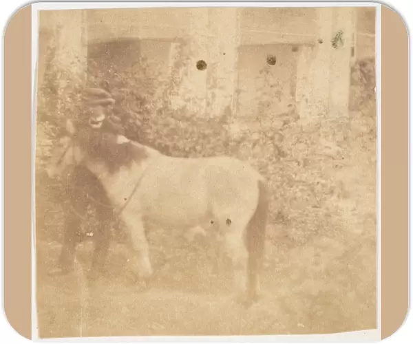 Man Horse Government House Allahabad 1858 Albumen silver print