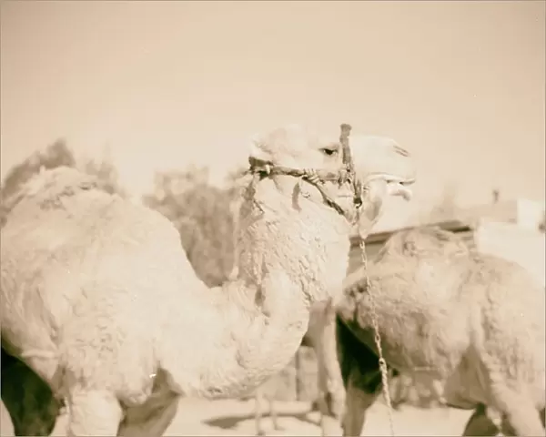 Beersheba camel head gurgling 1940 Israel