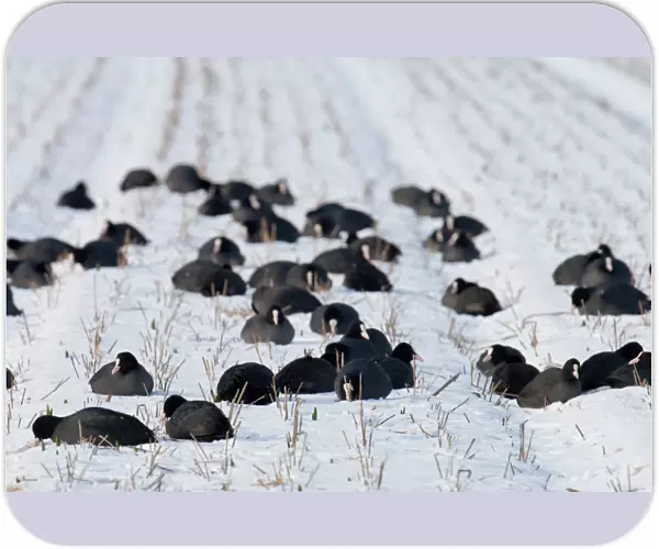 Group Eurasian Coots in winter in farm land, Fulica atra