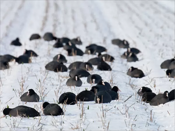 Group Eurasian Coots in winter in farm land, Fulica atra