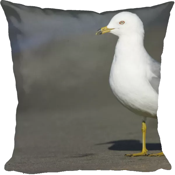 Ring-billed Gull, Larus delawarensis, United States