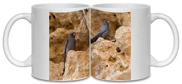 Pair of Sooty Falcons perched on a rock, Falco concolor, Egypt