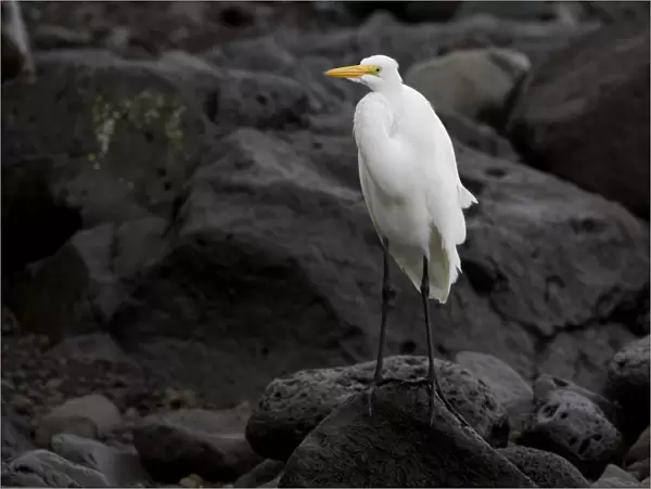 Great Egret on rocky shore, Ardea alba, Azores