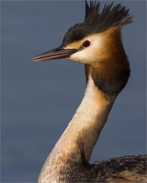 Great Crested Grebe, Podiceps cristatus, Italy