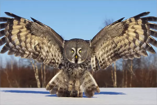 Great Grey Owl flying, Strix nebulosa
