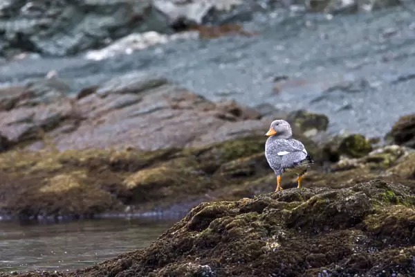Flying Steamer-Duck on rocky shore