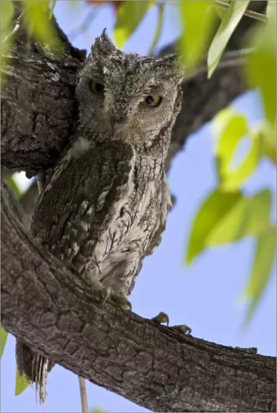 African Scops-Owl in tree Namibia