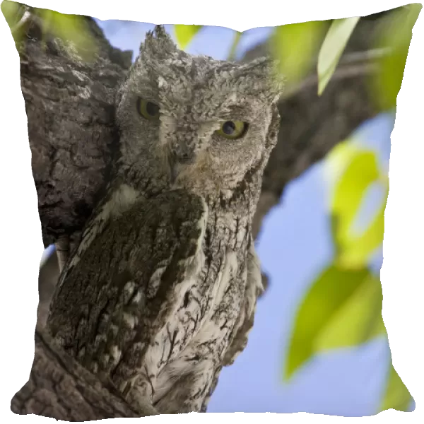 African Scops-Owl in tree Namibia