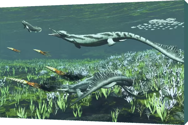 Cymbospondylus, a very large and early Triassic ichthyosaur
