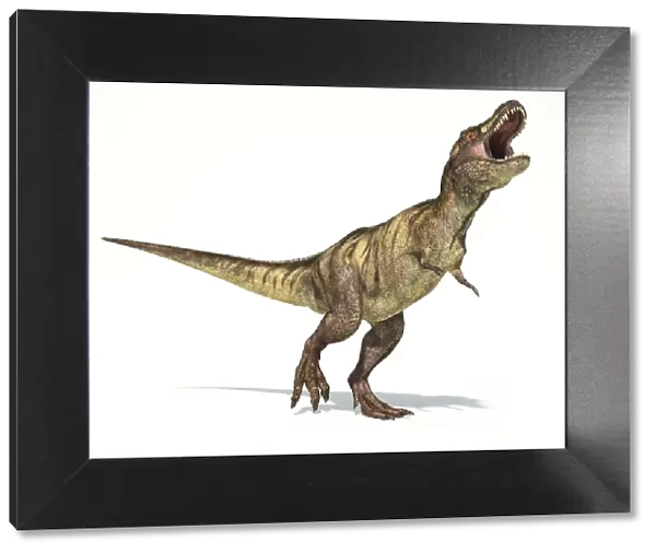 Tyrannosaurus Rex dinosaur on white background