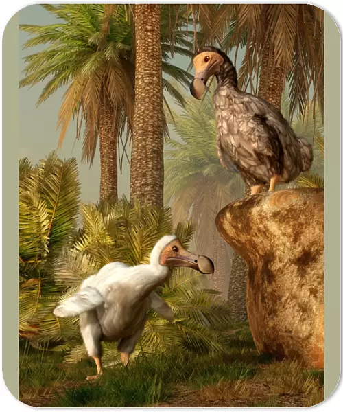 A pair of Dodo birds play a game of hide-and-seek