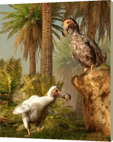 A pair of Dodo birds play a game of hide-and-seek