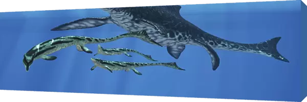 Shonisaurus hunting Cymbospondylus in Triassic waters