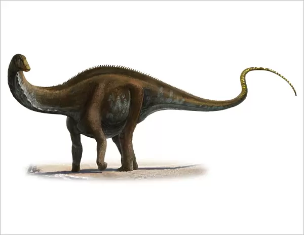 Apatosaurus excelsus, a prehistoric era dinosaur