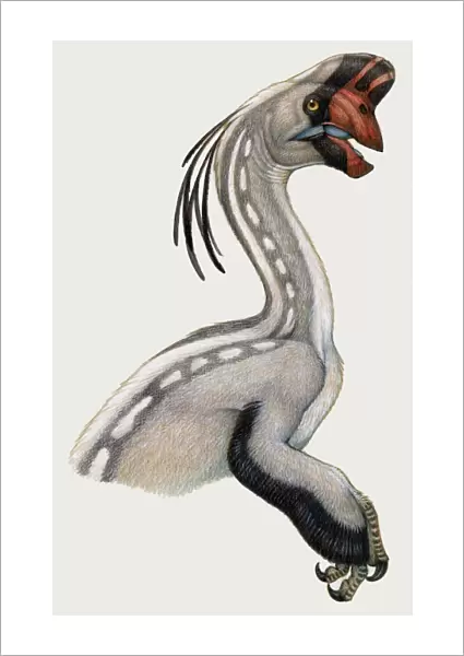 Oviraptor, a small dinosaur that lived during the Cretaceous period