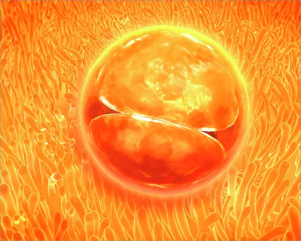 Embryo development 24-36 hours after fertilization
