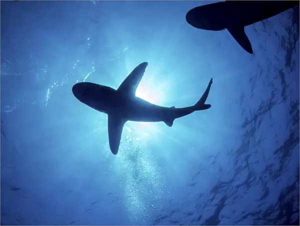 Silhouette of an oceanic whitetip shark with rays of light shining through