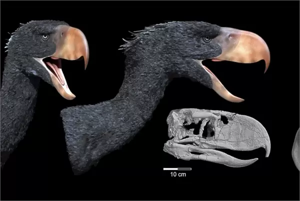 Head reconstruction of Andalgalornis steulleti