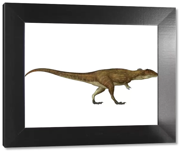Carcharodontosaurus dinosaur, side view