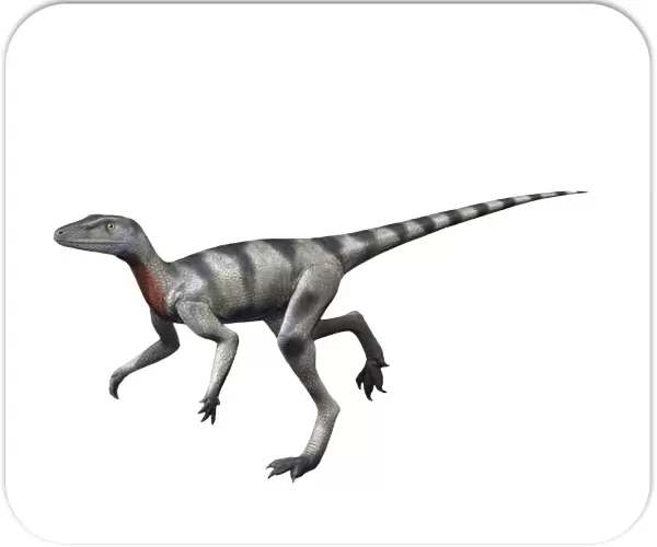 Saltopus is an extinct dinosaur from the Late Triassic of Scotland