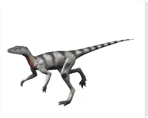 Saltopus is an extinct dinosaur from the Late Triassic of Scotland