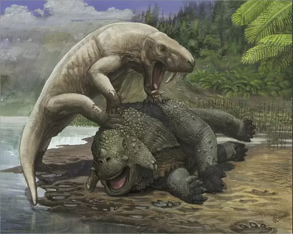 An Inostrancevia attacks a Scutosaurus