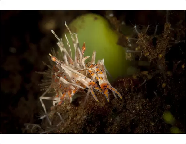 Spiny tiger shrimp amongst volcanic sand, Bali