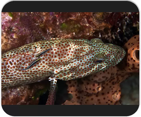 Two Sharknose Gobies clean a Red Hind