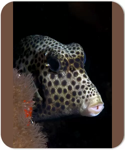 Smooth Trunkfish playing hide and seek
