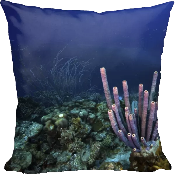 A large group of purple tube sponge sits high on the reef