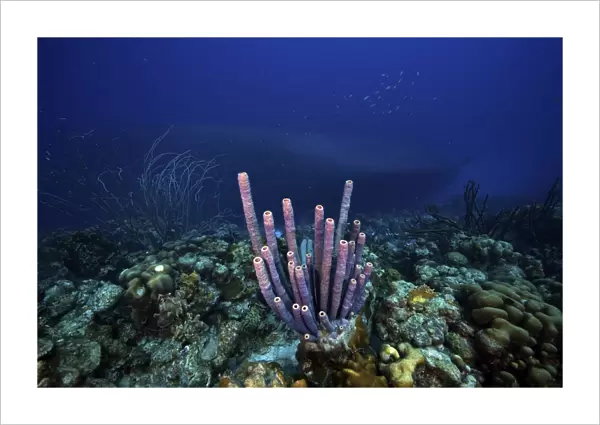 A large group of purple tube sponge sits high on the reef