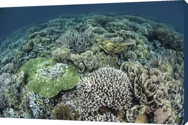 Delicate reef-building corals in Raja Ampat, Indonesia