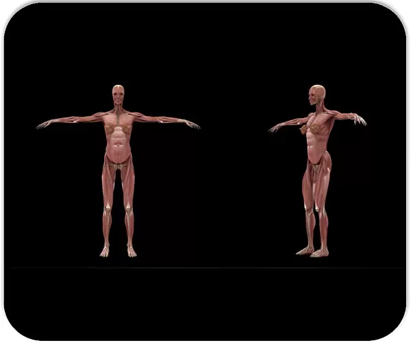 3D rendering of female muscular system