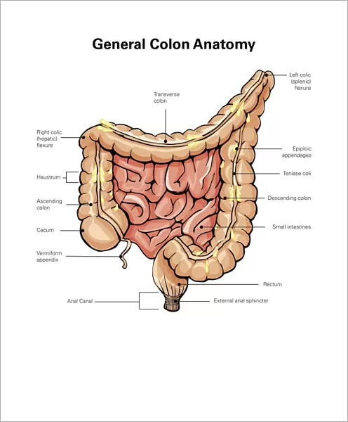General colon anatomy, with labels