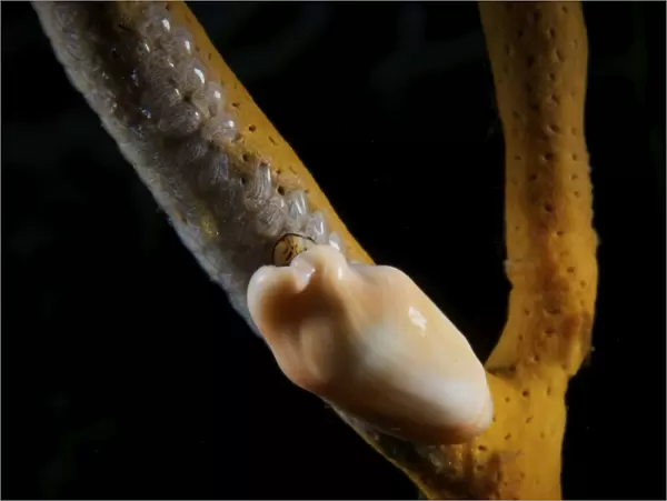 Flamingo Tongue Snail laying eggs with tiny shrimp on soft coral