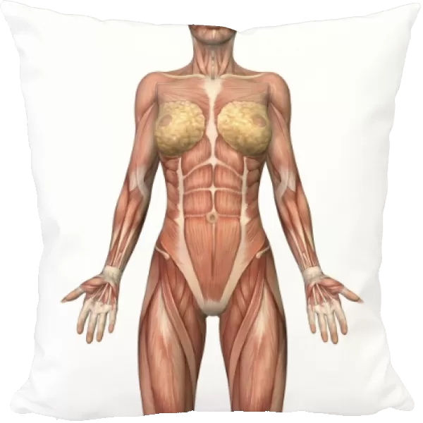Female muscular system, front view
