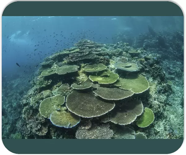 Healthy reef-building corals thrive in Komodo National Park, Indonesia