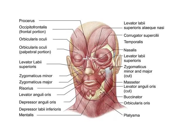 Facial muscles of the human face (with labels)