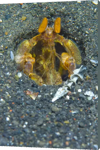 Orange Mantis Shrimp in its burrow, Papua New Guinea