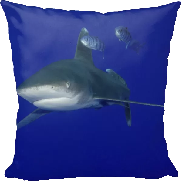 Oceanic whitetip shark swimming with pilot fish