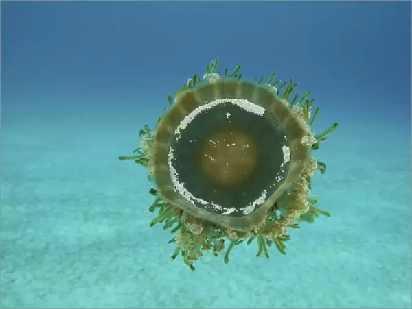 Upside down Jellyfish swimming mid-water