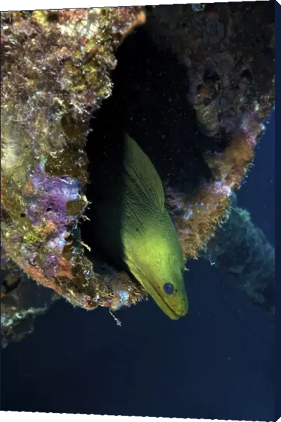 A large Green Moray eel within the Hilma Hooker shipwreck