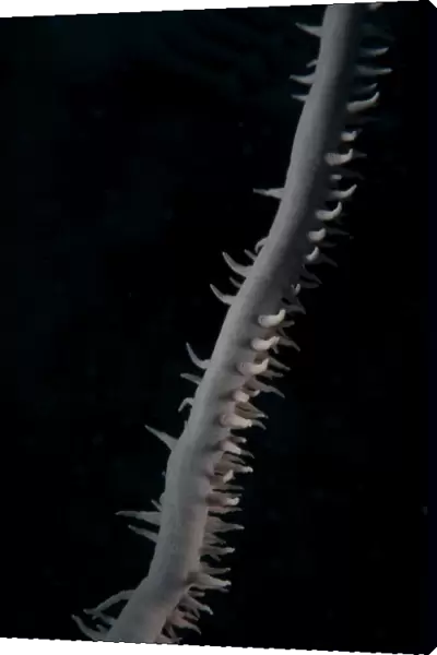 Close-up view of a Whip Coral