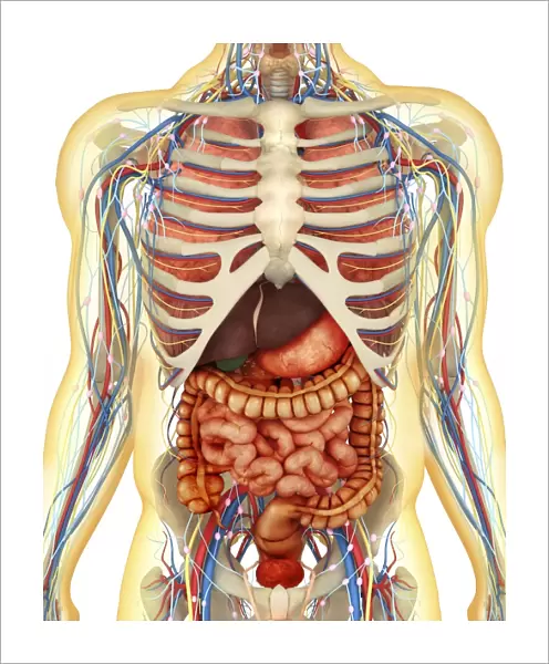 Human body with internal organs, nervous system, lymphatic system and circulatory system