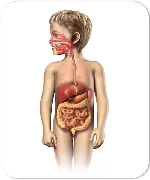 Anatomy of a childs full digestive system