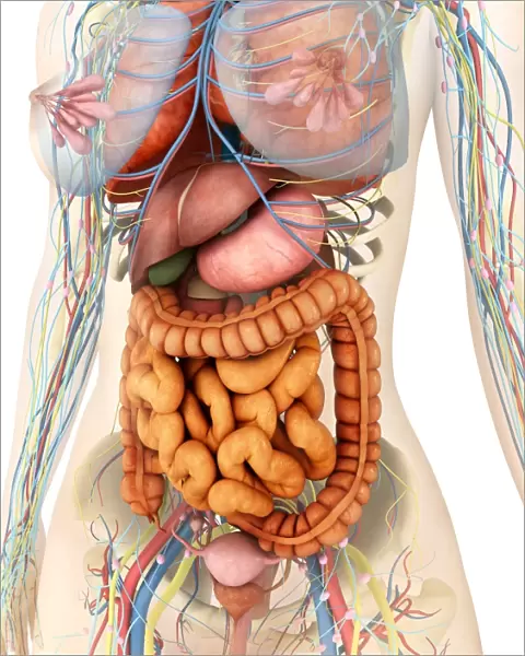Female body showing digestive and circulatory system