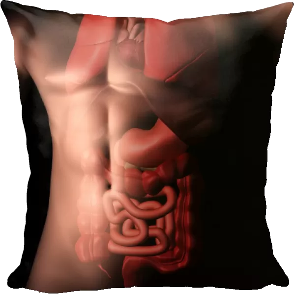 Male body with internal organs